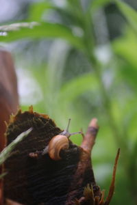 Close-up of plant against blurred background