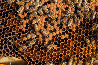 Full frame shot of bees