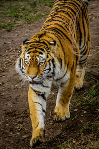 Close-up of tiger