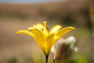 Close-up of yellow flowering plant