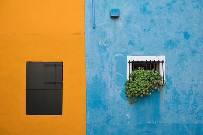 Potted plant on window of building