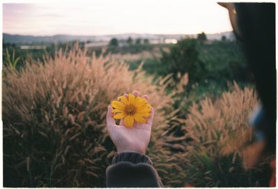 Cropped hand of child holding flower over grassy field against sky during sunset