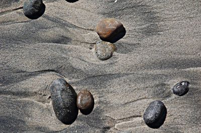 Close-up of seashell on pebbles