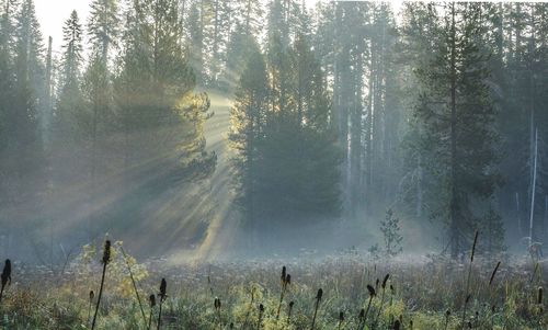 Scenic view of forest against sky