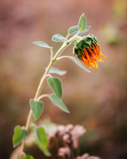 Close-up of flowering plant