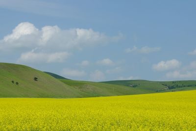 Scenic view of oilseed rape field against sky