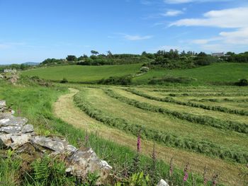 Scenic view of grassy field against sky