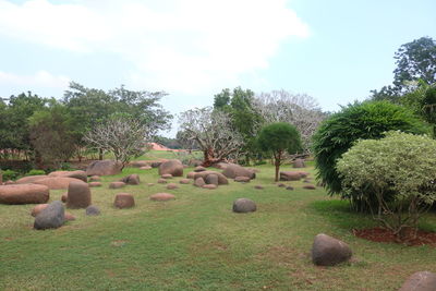 Panoramic view of trees against sky