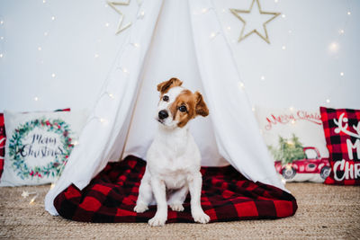 Cute jack russell dog at home standing with christmas decoration. christmas time
