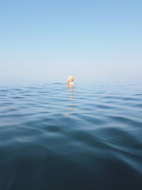 View of jellyfish in sea against clear sky