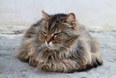 Front view of hairy cat sitting on ground
