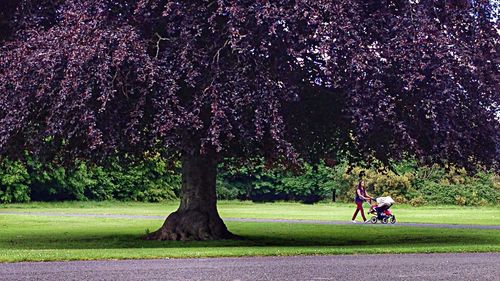 Trees on grassy field in park