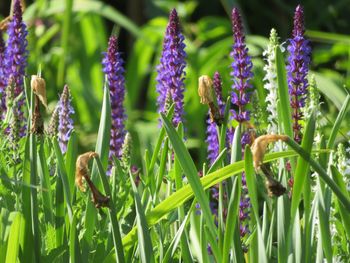 Close-up of purple flowering plants on field