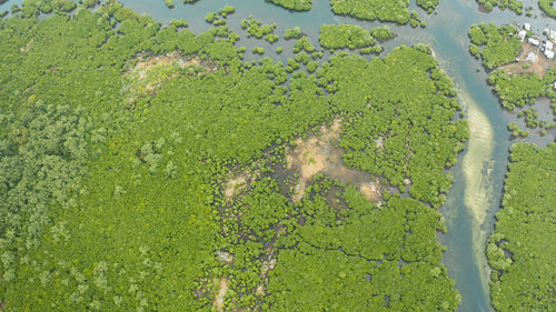 High angle view of trees growing on field