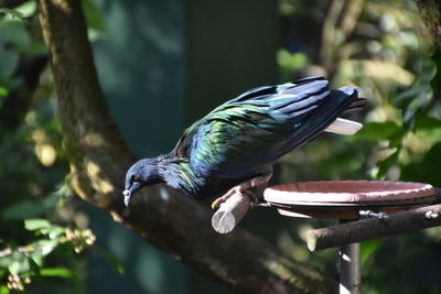 Bird perching on a branch