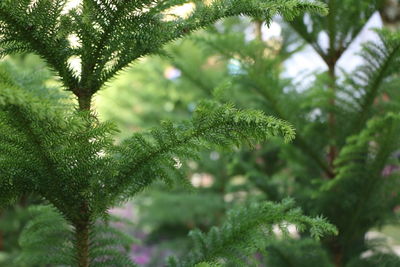 Close-up of fresh green plant