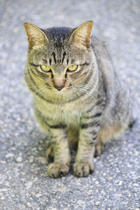 Close-up portrait of tabby cat on street
