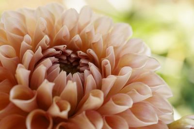 Close-up of white dahlia