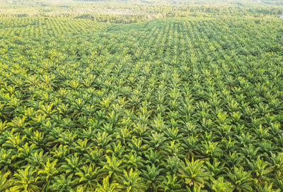 Full frame aerial shot of palm plantation