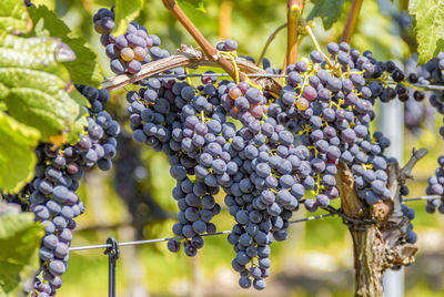 Close-up of grapes growing in vineyard