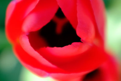 Close-up of red rose flower