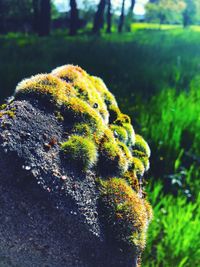 Close-up of moss growing on tree trunk