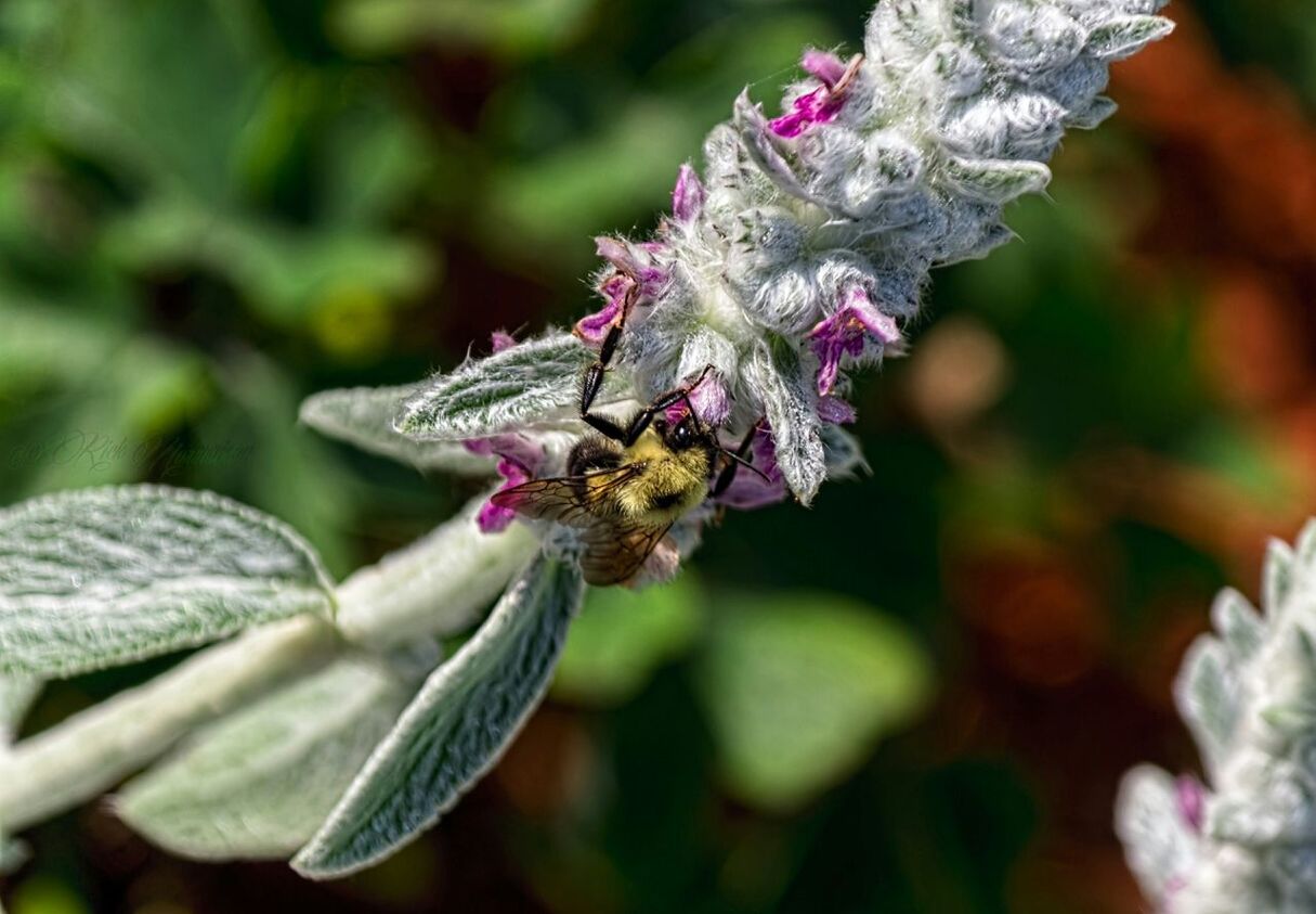 flower, focus on foreground, fragility, freshness, petal, growth, close-up, flower head, beauty in nature, nature, plant, blooming, bud, stem, in bloom, day, selective focus, outdoors, no people, blossom