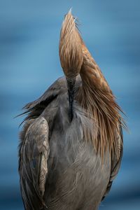 Close-up of bird