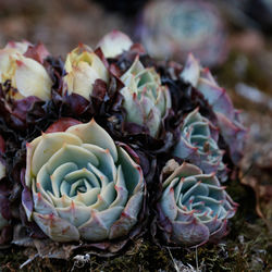 Close-up of succulent plant