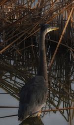 Close-up of bird perching on wood