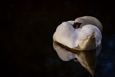 Close-up of swan on lake against black background