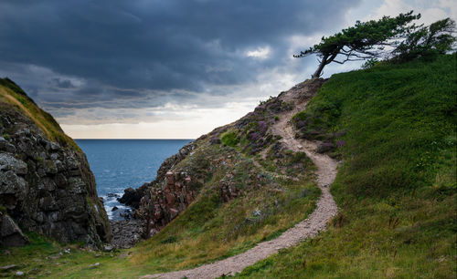 Scenic view of sea against sky with a winding trail to a gnarly tree