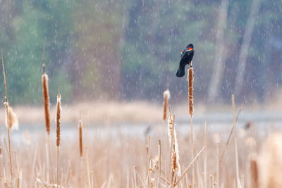 Bird flying in a field