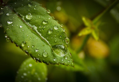 Close-up of raindrops on leaf