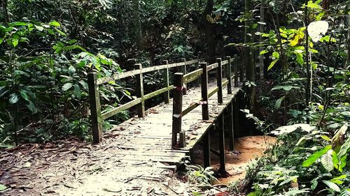 Footbridge in forest