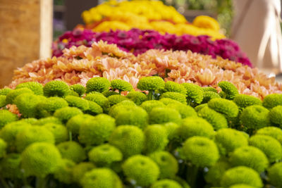 Close-up of multi colored flowering plant