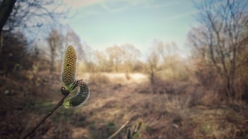 Close-up of succulent plant on field against sky