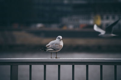 Seagull perching on railing