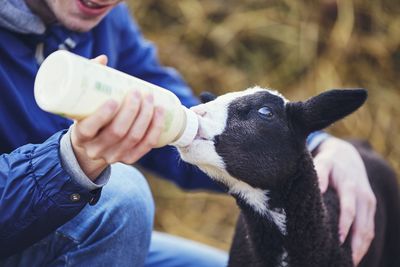 Midsection of mid adult man feeding milk to lamb
