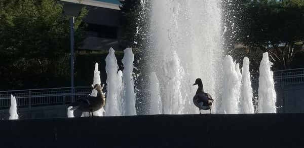 View of birds on fountain