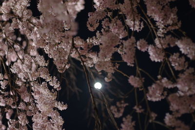 Low angle view of illuminated tree against sky at night