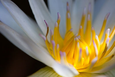 Close-up of yellow flower