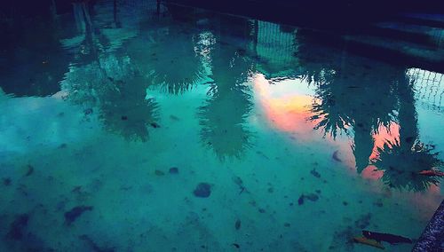 Close-up of jellyfish in sea against sky