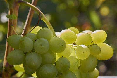 Close-up of grapes growing in vineyard