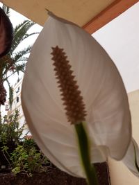 Close-up of potted plant on table