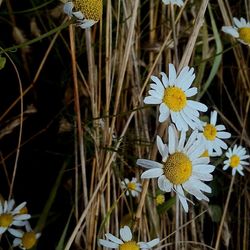 Close-up of flowers