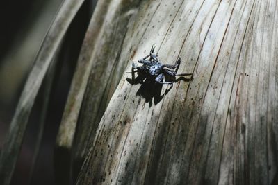 Close-up of insect on wall