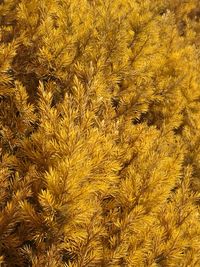 Close-up of fresh yellow flowers