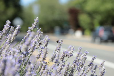 Close-up of purple flowering plant