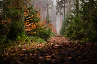 Trees in forest during autumn